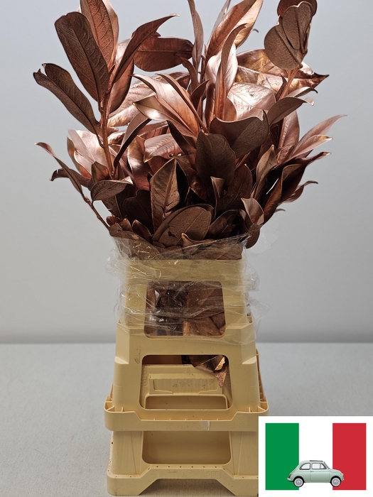 <h4>MAGNOLIA METAL KOPER PB</h4>