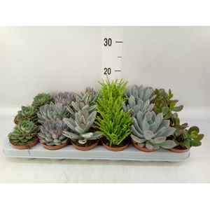 Succulents   ...