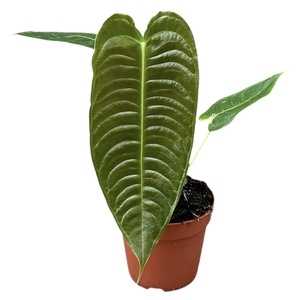 Anthurium Veitchii