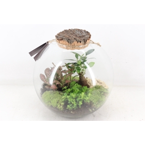 arr3 WR - Terrarium moon medium