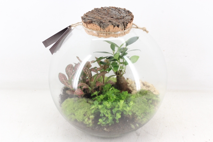<h4>arr3 WR - Terrarium moon medium</h4>