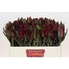 Leucadendron Saf Sunset Dark Red