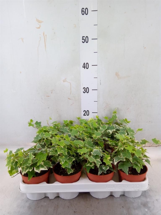 <h4>Hedera helix 'Eva'</h4>