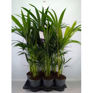 Howea forsteriana