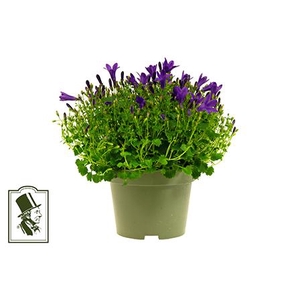 CAMPANU. PORTENSCHLAGIANA P10.5 BLAUW