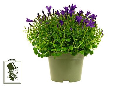 <h4>CAMPANU. PORTENSCHLAGIANA P10.5 BLAUW</h4>