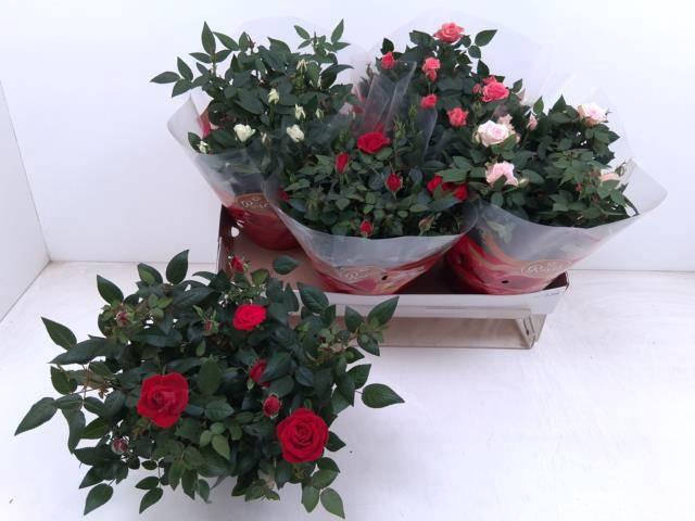 <h4>RO FAV RO GEM 4 SRT</h4>