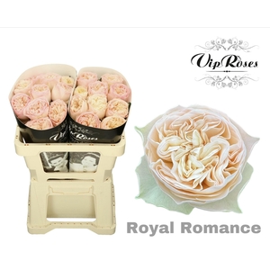 R Gr Royal Romance