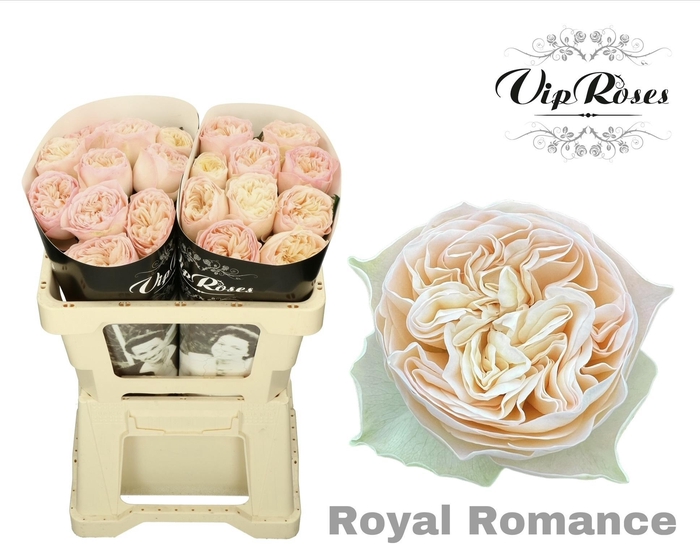<h4>R Gr Royal Romance</h4>