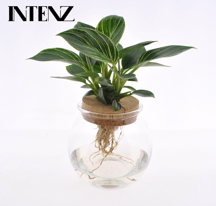 <h4>White Wave in Bolglas + klikkurk - levertijd: 24 uur</h4>