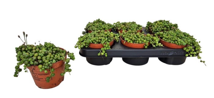 <h4>SENEC ROWLEYANUS</h4>