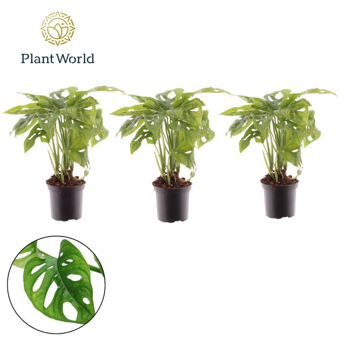 <h4>Monstera Monkey Leaf 7 cm</h4>