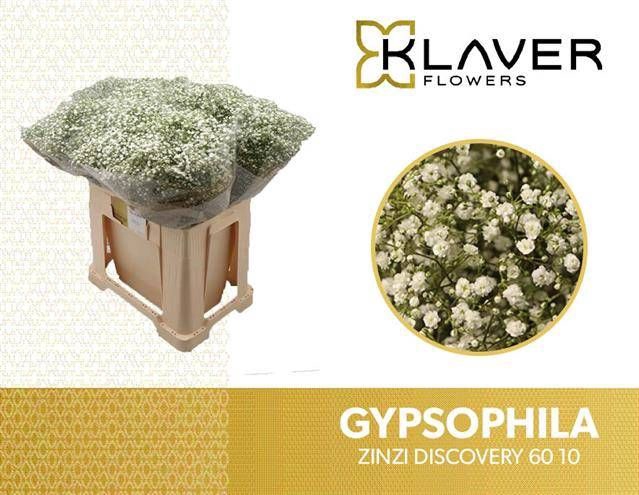 <h4>GYPS PA ZI DISCOVERY</h4>