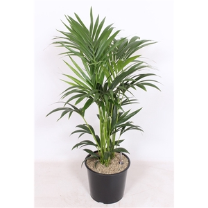 Howea forsteriana 6 per pot