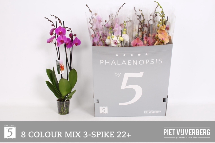 <h4>PHAL GEM 8 KL</h4>