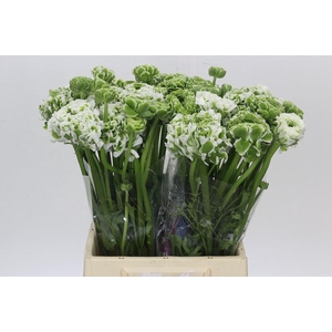 Ranunculus Pon Pon Igloo