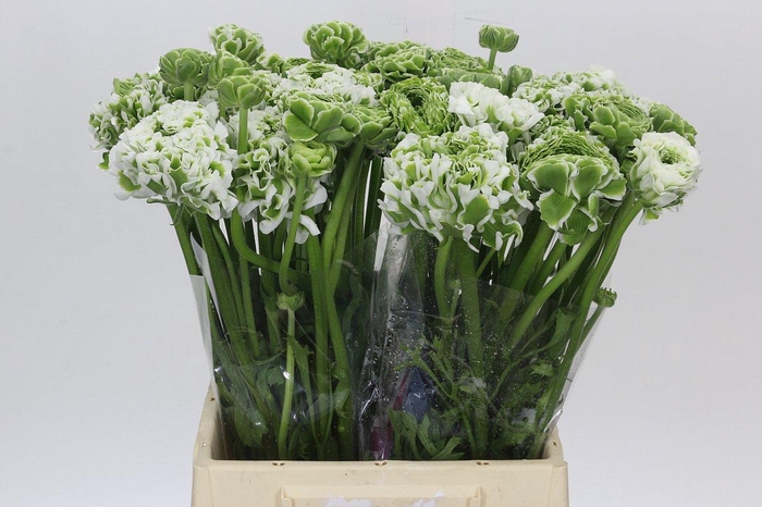 <h4>Ranunculus Pon Pon Igloo</h4>