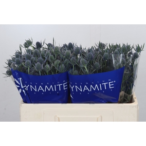 Eryngium Blue Dynamite