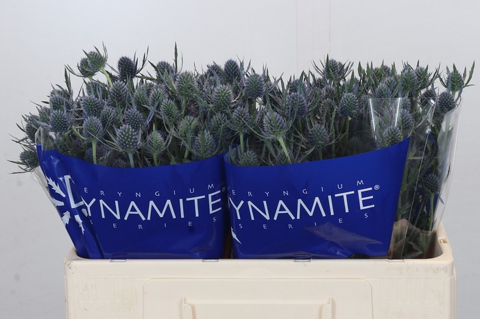 <h4>Eryngium Blue Dynamite</h4>