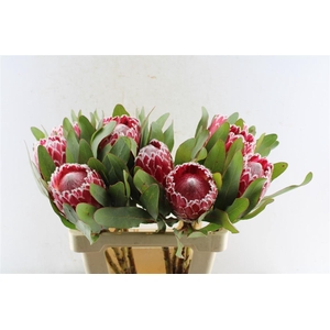 Protea Julie