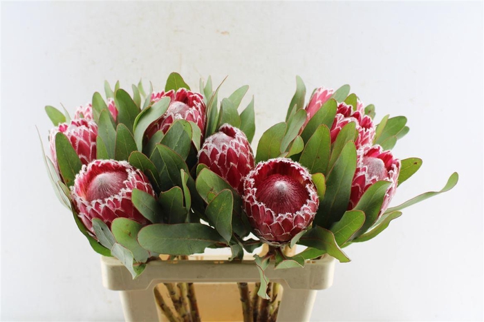 <h4>Protea Julie</h4>