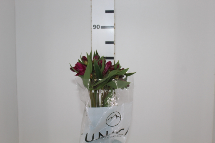 <h4>ALSTROEMERIA REAL 080 CM</h4>