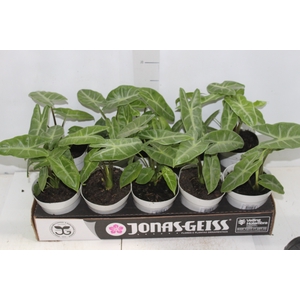 ALOCASIA LONGILOBA P12