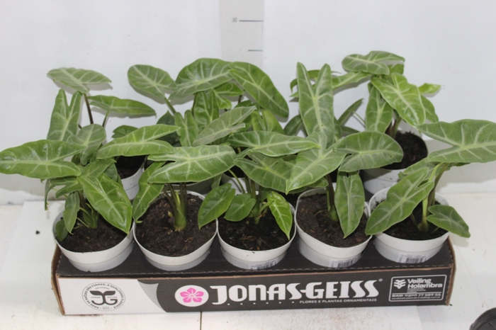 <h4>ALOCASIA LONGILOBA P12</h4>