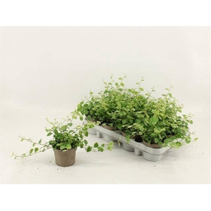 Ficus pumila 'White Sunny'