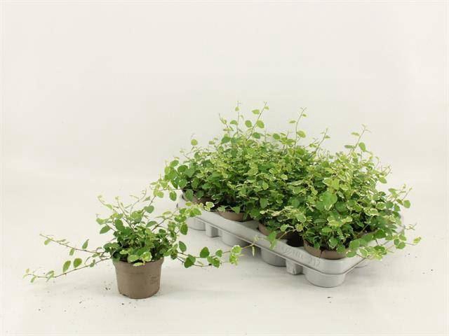 Ficus pumila 'White Sunny'