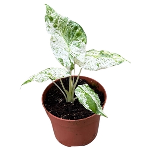 Alocasia