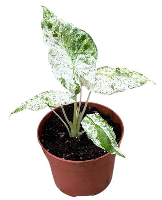 <h4>Alocasia</h4>