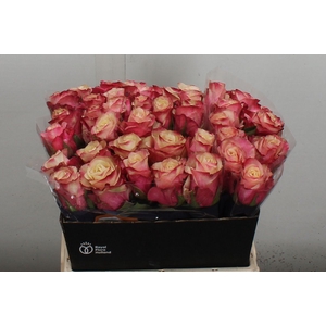 Rosa GR 'Marosa'