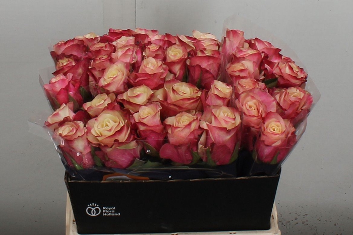 <h4>Rosa GR 'Marosa'</h4>
