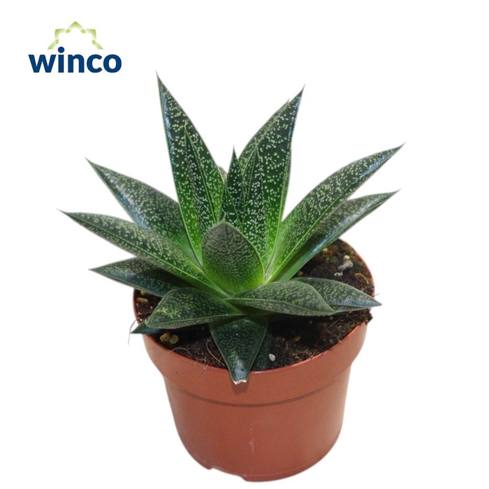 <h4>Aloe overig</h4>