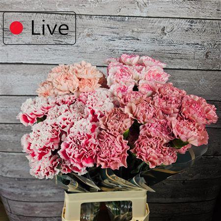 Di St Gemengd In Fust