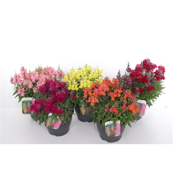 <h4>Antirrhinum majus mix</h4>