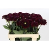Dahlia Black Fox