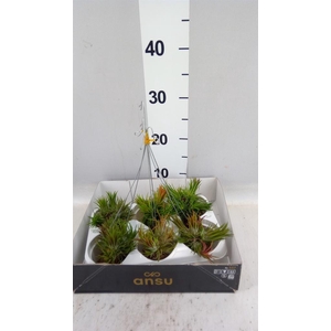 Tillandsia