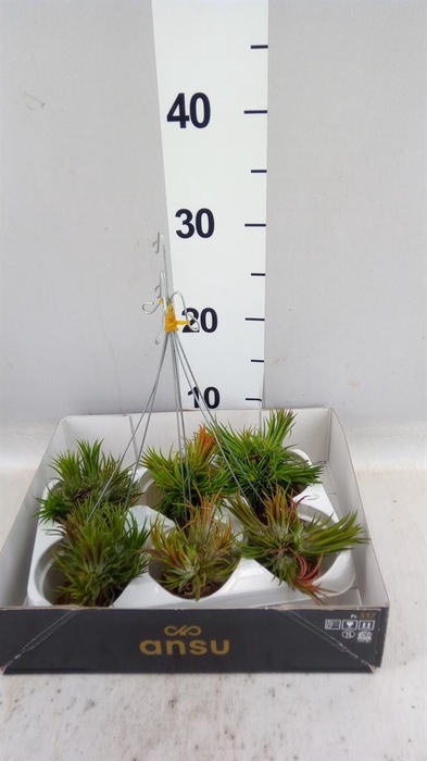 <h4>Tillandsia</h4>