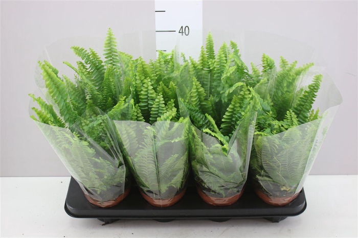 <h4>Nephrolepis Ex Green Lady</h4>