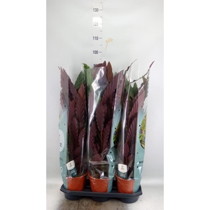 Calathea rufibarba