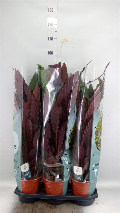 <h4>Calathea rufibarba</h4>