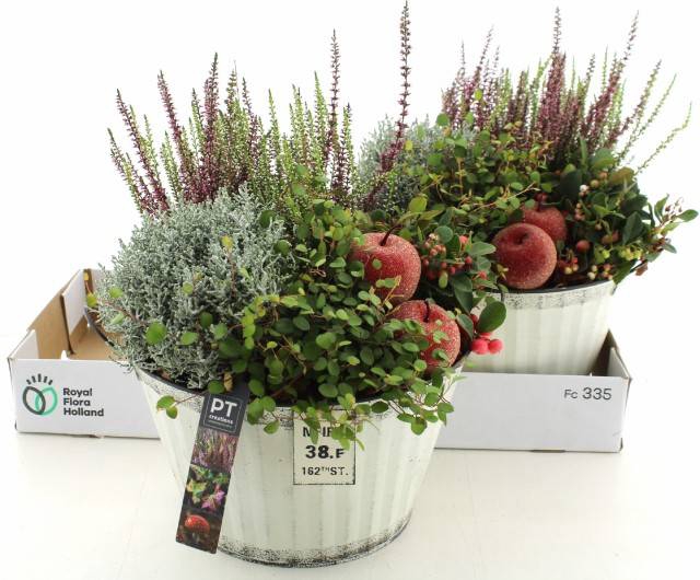 <h4>ARR TUINPLANTEN</h4>
