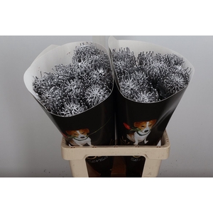 Wax Protea Nutan Wax Zilver