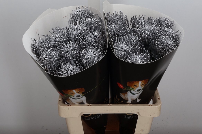 Wax Protea Nutan Wax Zilver