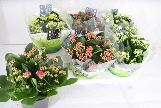 <h4>KAL GE GEM 5 KL</h4>