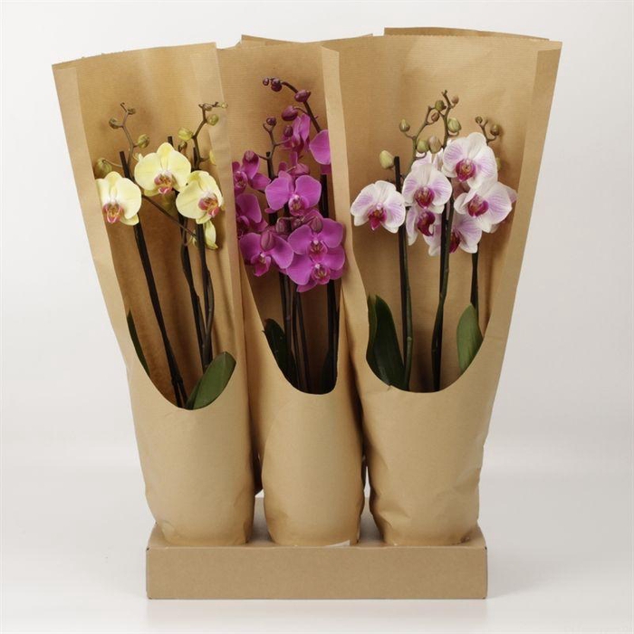 <h4>Phal Gemengd 3 Tak Ecotray</h4>