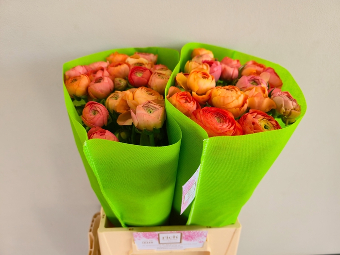 <h4>Ran Aazur Salmon</h4>