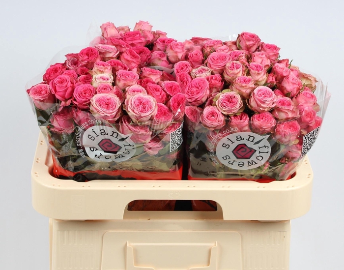 <h4>R TR ELISANA</h4>